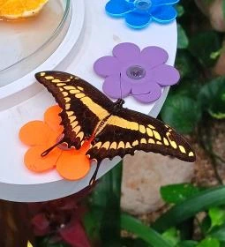 Papilonia Lepkevilág