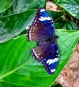 Papilonia Lepkevilág