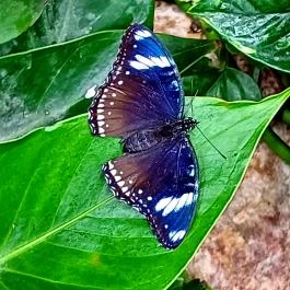 Papilonia Lepkevilág, Budapest - Egyéb