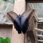 Papilonia Lepkevilág Budapest - Egyéb