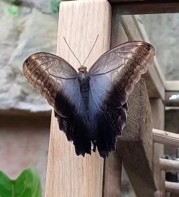 Papilonia Lepkevilág