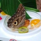 Papilonia Lepkevilág Budapest - Egyéb