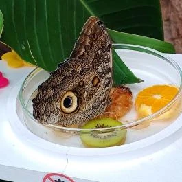 Papilonia Lepkevilág, Budapest - Egyéb