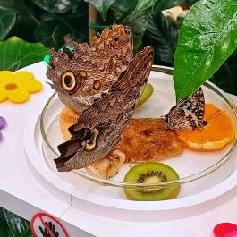 Papilonia Lepkevilág, Budapest - Egyéb