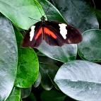 Papilonia Lepkevilág Budapest - Egyéb