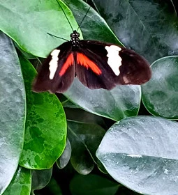 Papilonia Lepkevilág