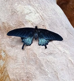 Papilonia Lepkevilág