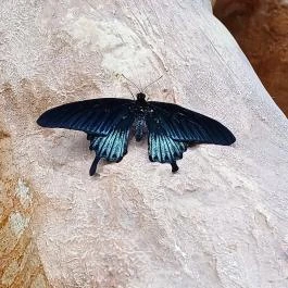 Papilonia Lepkevilág, Budapest - Egyéb