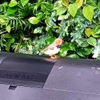 Papilonia Lepkevilág Budapest - Egyéb