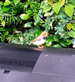 Papilonia Lepkevilág