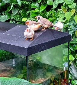 Papilonia Lepkevilág