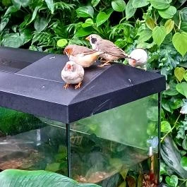 Papilonia Lepkevilág, Budapest - Egyéb