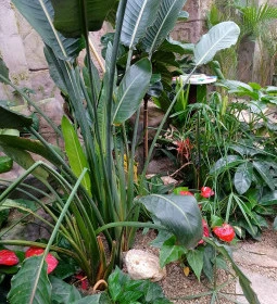 Papilonia Lepkevilág