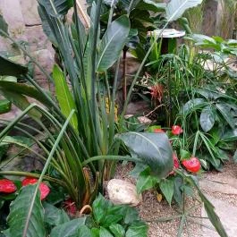 Papilonia Lepkevilág, Budapest - Egyéb