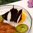 Papilonia Lepkevilág Budapest - Egyéb