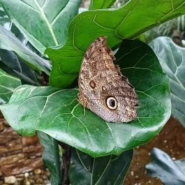 Papilonia Lepkevilág, Budapest - Egyéb
