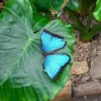 Papilonia Lepkevilág Budapest - Egyéb