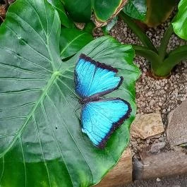 Papilonia Lepkevilág, Budapest - Egyéb