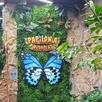 Papilonia Lepkevilág Budapest - Egyéb