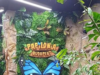 Papilonia Lepkevilág Budapest