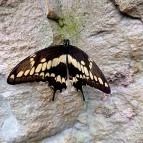 Papilonia Lepkevilág Budapest - Egyéb