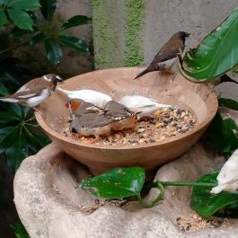 Papilonia Lepkevilág, Budapest - Egyéb