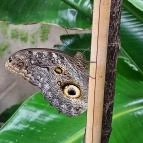 Papilonia Lepkevilág Budapest - Egyéb