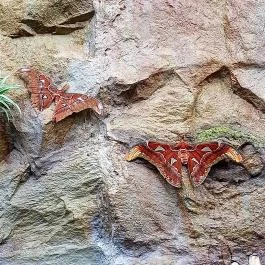 Papilonia Lepkevilág, Budapest - Egyéb