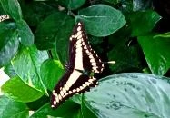 Papilonia Lepkevilág Budapest