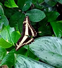 Papilonia Lepkevilág