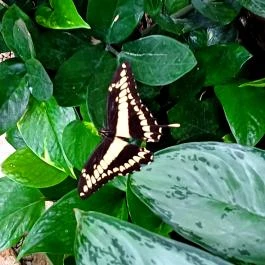 Papilonia Lepkevilág, Budapest - Egyéb