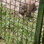 Petesmalmi Vidrapark Lábod - Egyéb