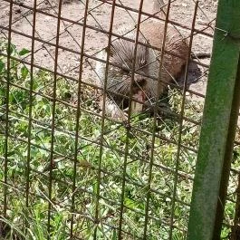 Petesmalmi Vidrapark, Lábod - Egyéb