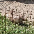 Petesmalmi Vidrapark Lábod - Egyéb