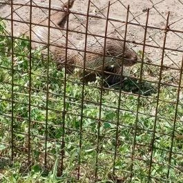 Petesmalmi Vidrapark, Lábod - Egyéb