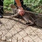 Petesmalmi Vidrapark Lábod - Egyéb