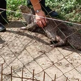 Petesmalmi Vidrapark, Lábod - Egyéb