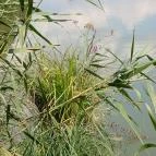 Petesmalmi Vidrapark Lábod - Egyéb