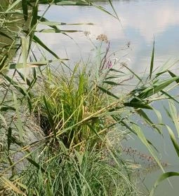 Petesmalmi Vidrapark