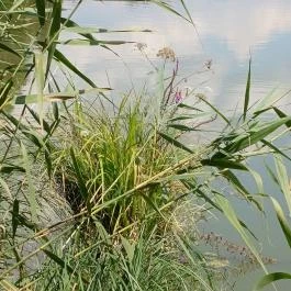 Petesmalmi Vidrapark, Lábod - Egyéb