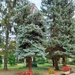 Püspöki Palota Vác - Egyéb