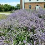 Rónai malom Karcag - Egyéb