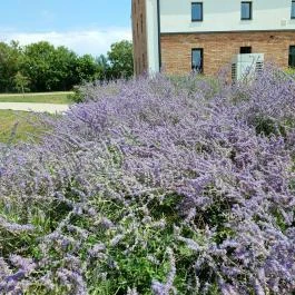 Rónai malom, Karcag - Egyéb