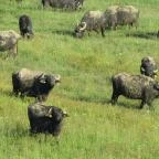 Sterbetz István Túzokvédelmi Látogatóközpont KMNP Dévaványa - Egyéb