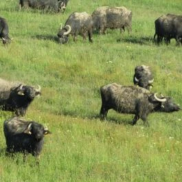 Sterbetz István Túzokvédelmi Látogatóközpont KMNP, Dévaványa - Egyéb