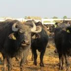 Sterbetz István Túzokvédelmi Látogatóközpont KMNP Dévaványa - Egyéb