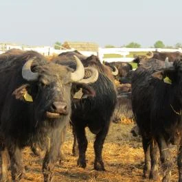 Sterbetz István Túzokvédelmi Látogatóközpont KMNP, Dévaványa - Egyéb