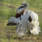 Sterbetz István Túzokvédelmi Látogatóközpont KMNP Dévaványa - Egyéb