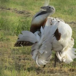 Sterbetz István Túzokvédelmi Látogatóközpont KMNP, Dévaványa - Egyéb