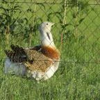 Sterbetz István Túzokvédelmi Látogatóközpont KMNP Dévaványa - Egyéb